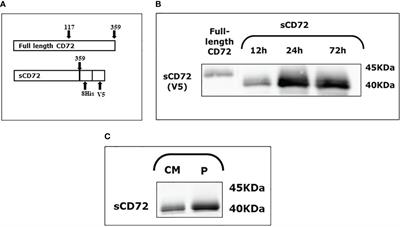 Soluble CD72, is a T-cell activator probably via binding to CD6 in homeostasis and autoimmunity